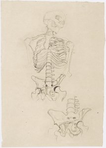 Deux études de squelettes, la supérieure avec la tête vers la droite - Gustav Klimt